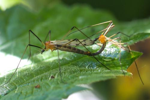Limonia nigropunctata